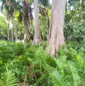 Meet your Posher, Bacchus